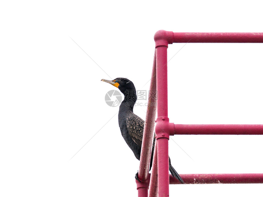 双冠鸬鹚鸟的特写野生动物照片栖息或坐在福斯特海滩的钢红色彩绘塔顶上图片