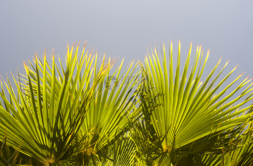 埃及满是绿色的棕榈树图片