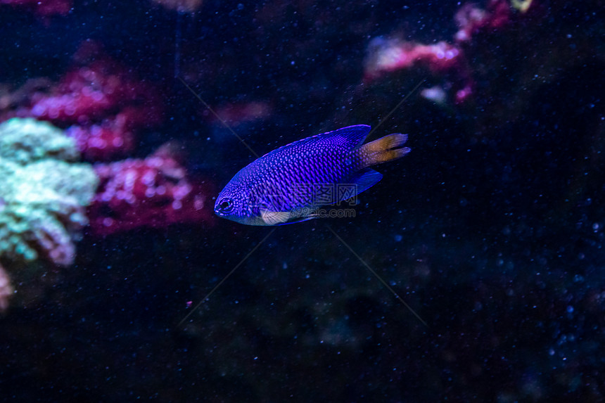美丽的青鱼ChrysipteraPac图片