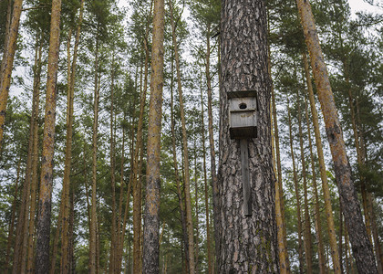 孤独的木巢箱位于秋季森林的松树上图片