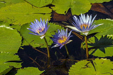 在池塘上关闭天然的三条紫黄水柱和图片