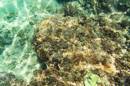 珊瑚礁上的小丑鱼和海葵图片