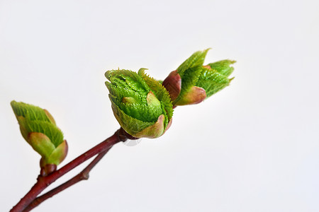 白色背景上的爆炸菩提树芽图片