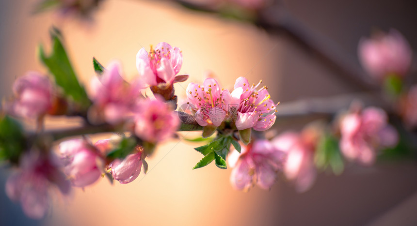美丽的桃花枝图片