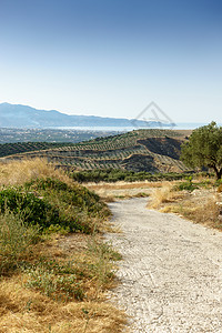 农业领域和山克里特岛希腊图片