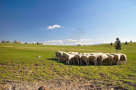 斯洛伐克绵羊农场的典型环境高清图片