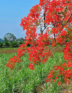 火爆夸夸群束新鲜的红色BrachychitonAcerifoliusDelonixRegiaFlameBoyantRoyalPoincia背景