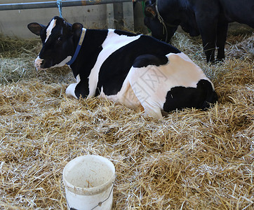 牛躺在农场谷仓的干草上图片