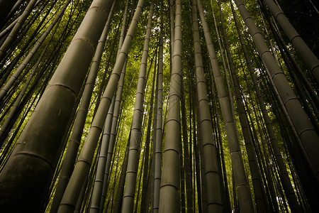 京都竹林日本绿林图片
