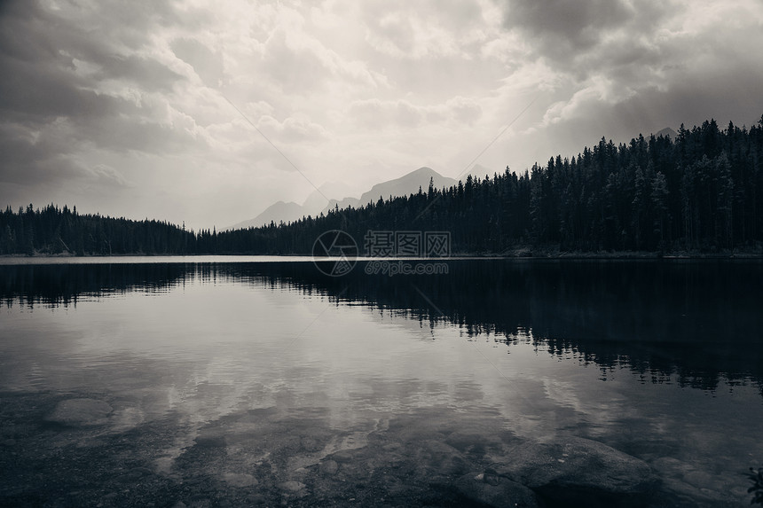 Herbert湖带森林湖图片