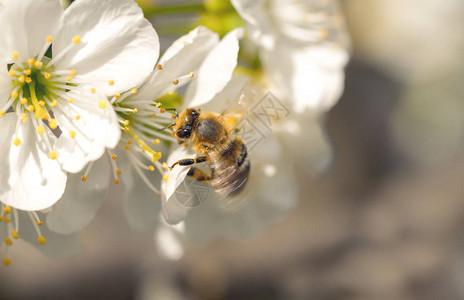 春天蜜蜂和樱桃树的白花图片