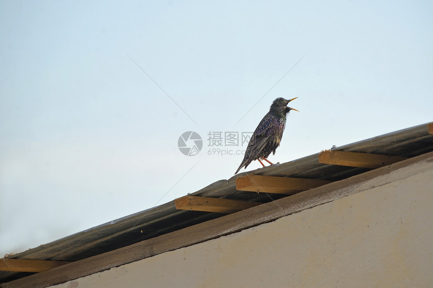 屋顶上常见的椋鸟图片