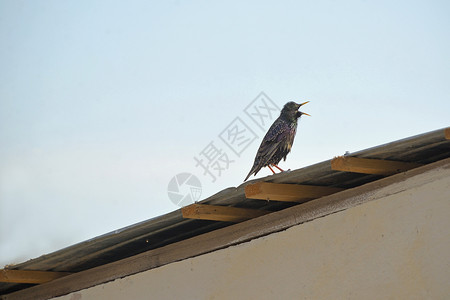 屋顶上常见的椋鸟图片