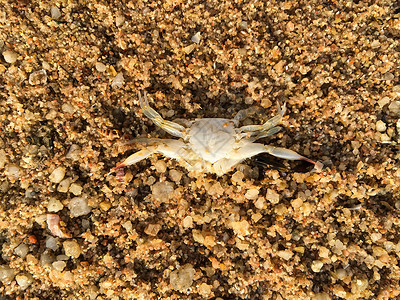 死螃蟹在金沙滩背景图片
