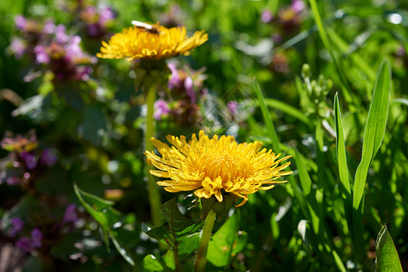 黄色常见的花朵Macro摄影图片