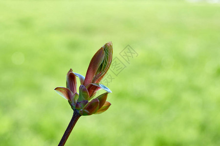 在绿色背景的一个绊脚石花蕾图片