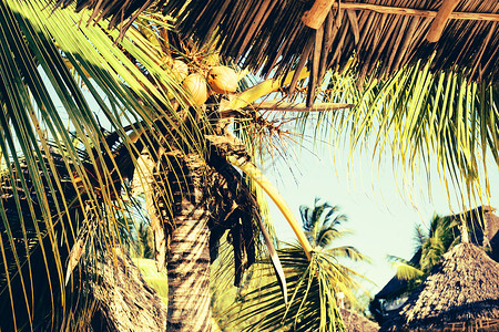 热带地区背景中的椰子棕榈树叶与茅草屋顶紧密相连图片