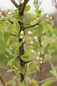 梨树在春天开花新芽在树枝上图片