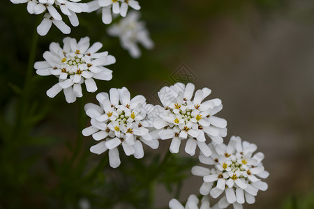 春天的白花图片