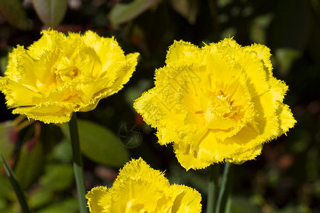 花园里盛开的美丽黄色郁金香图片