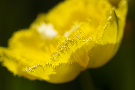 花园里的黄色郁金香背景图片