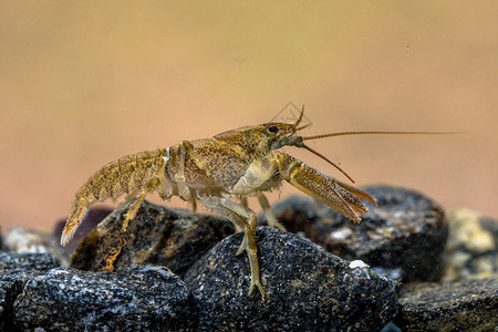 欧洲龙虾Astacusastacus在岩石河床高清图片