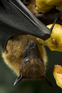 飞狐水果蝙蝠Pte图片