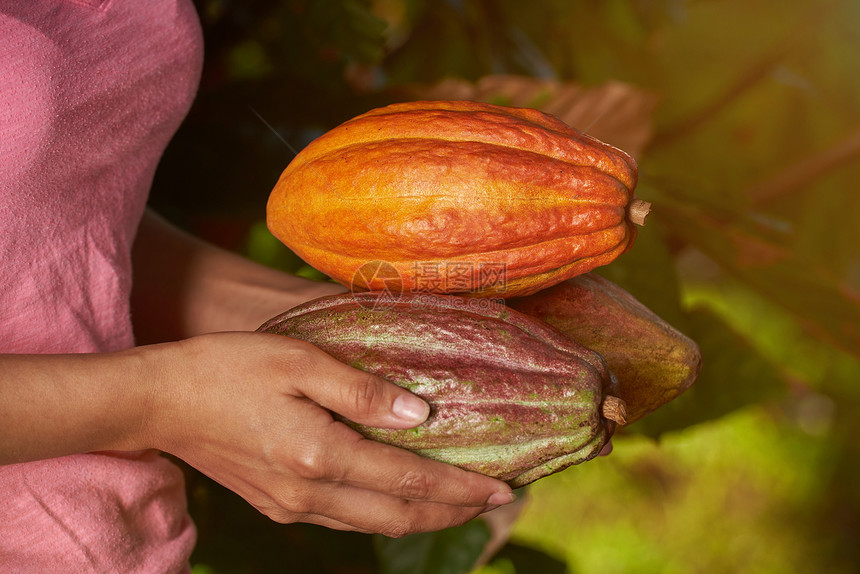 Cacao收获季节主题切图片