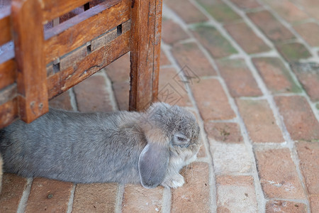 农场里可爱的小兔子图片