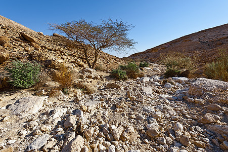 以色列内盖夫沙漠的岩石山丘风在以色列南部图片
