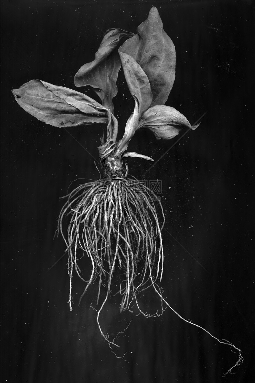 黑白图像Plantainclo图片