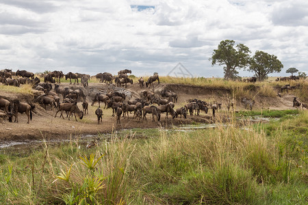MasaiMara肯尼图片