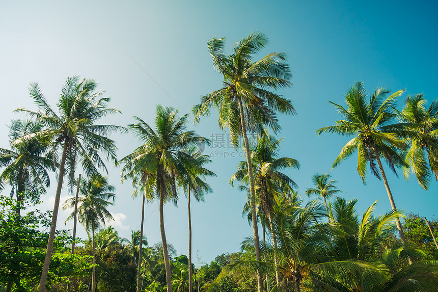 蓝色天空上美丽的椰子棕榈树图片