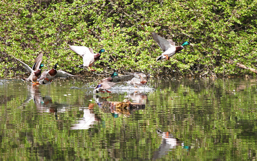 野鸭在公园里飞翔野鸭在湖中的质用鸭子盖上照片鸟类背景动物群模式野生动物中的鸟类和动物野鸭Anasplatyrhynchos游图片