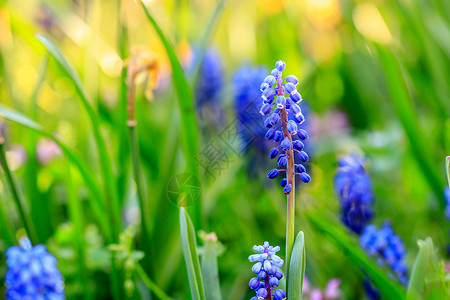 亚美尼亚穆斯卡里特制的明亮蓝花朵图片