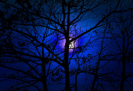 满月背影树和深夜蓝天图片