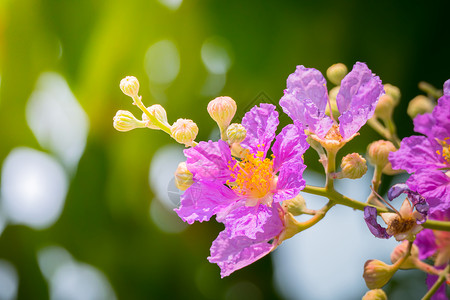 色彩多的花朵背景背景图片