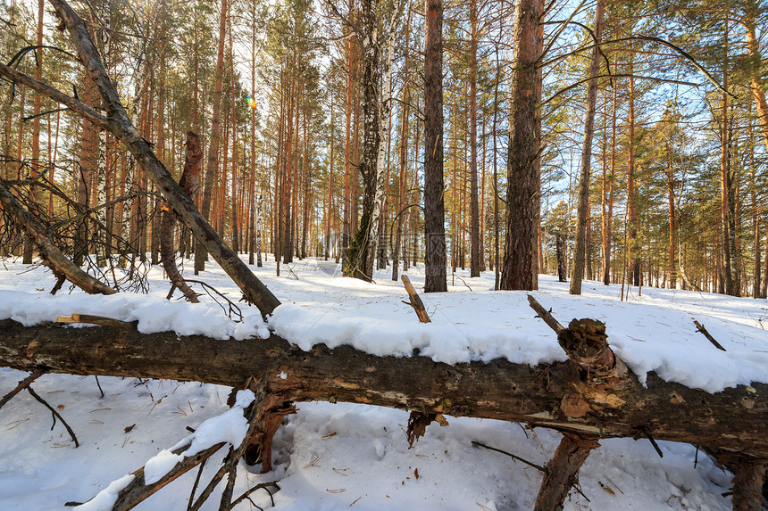 雪地里的干树冬季森林图片