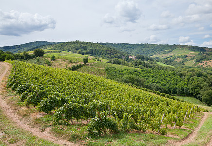 法国博乔莱斯地区著名的葡萄酒图片