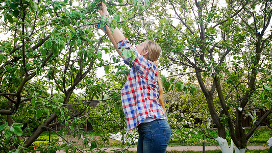 女园丁在果园剪树枝和割图片