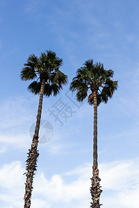 在蓝天的两个高皇家棕榈背景图片