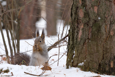 在灌木丛中一只松鼠坐在雪地和图片