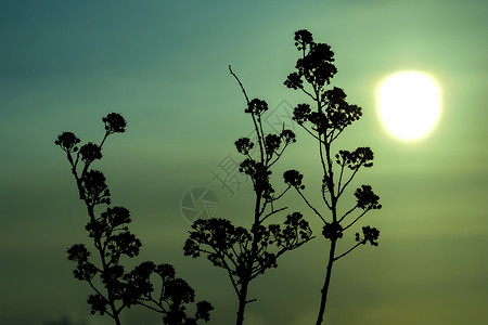 冬天的干植物在日落图片