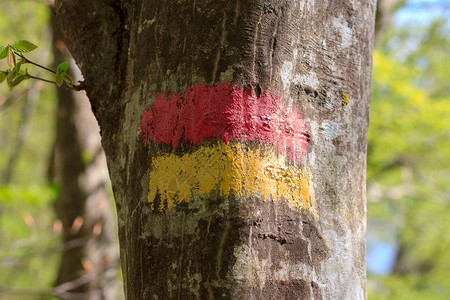 在森林旅游路线上的树皮上为图片