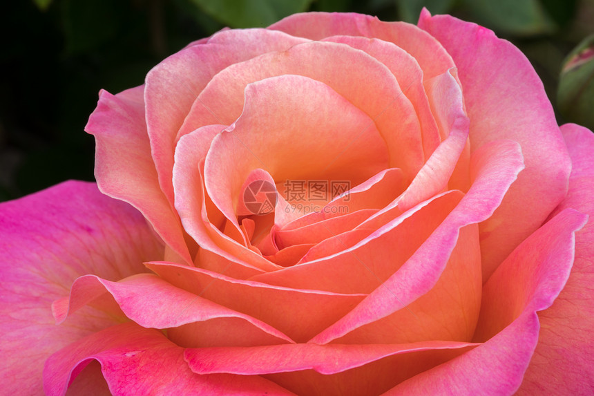 北加州的粉红和桃色混合茶叶玫瑰盛开玫图片