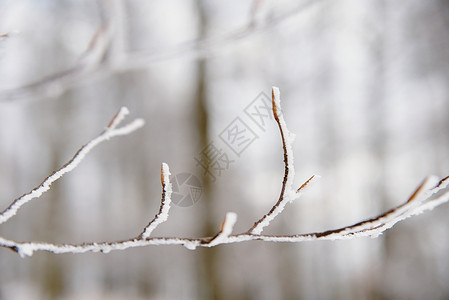 山毛榉树的细枝冬天有灼热的叶子和雪片图片