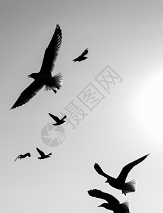 在天空飞翔的黑白海鸥图片