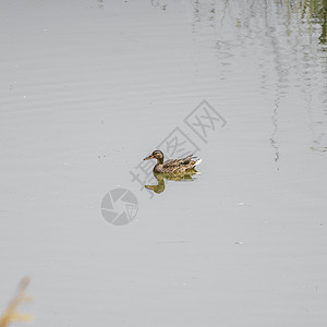 孤立的野鸭在水图片