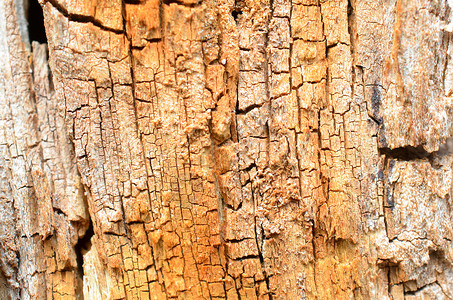 腐烂的树桩的垂直黄褐色纹理图片