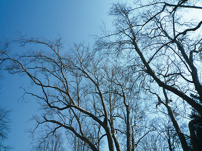 蓝天上黑树枝的剪影图片